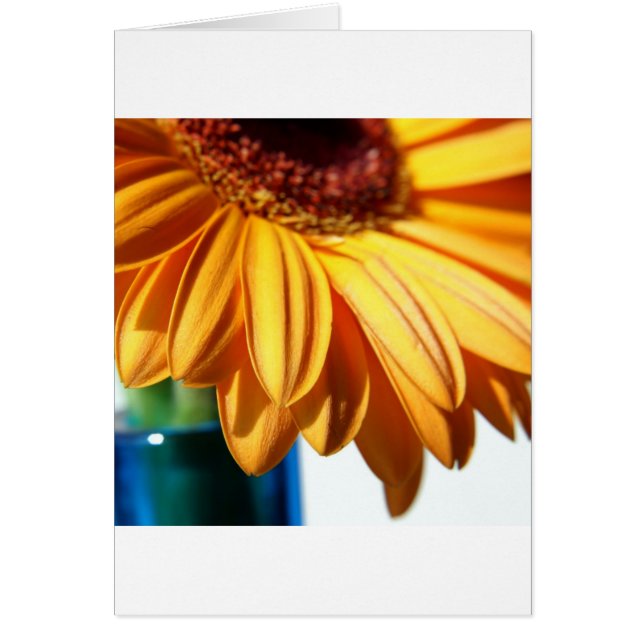 Gerbera en la malla azul (Frente)