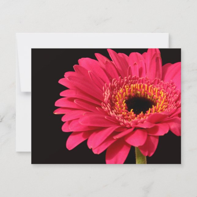 Gerbera en rosa (Anverso)