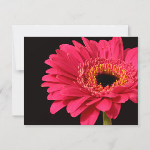 Gerbera en rosa