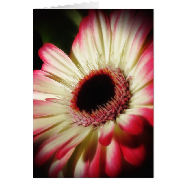 Gerbera Glow - Daisy (Frente)