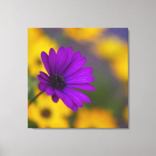Gerbera Morada Entre Flores Amarillas Lienzo