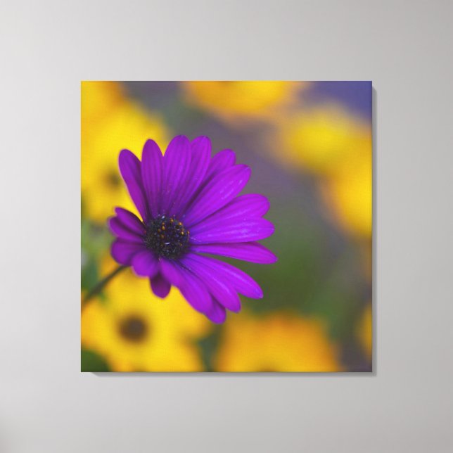 Gerbera Morada Entre Flores Amarillas Lienzo (Anverso)