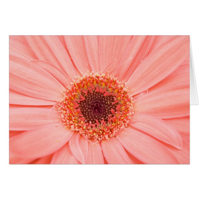 Gerbera Pink (Anverso (Horizontal))