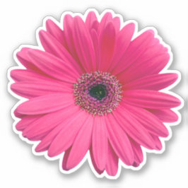 Gerbera rosa Daisy Flower Kiss Pegatina