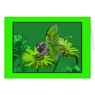 Gerbera verde vibrante del gato de Luna