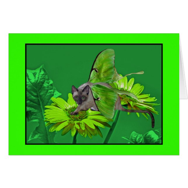 Gerbera verde vibrante del gato de Luna (Anverso (Horizontal))