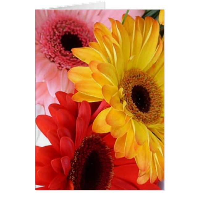 gerberas galore (Frente)