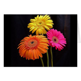 GERBERAS GALORE 2