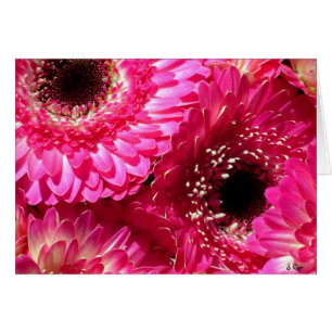 Gerberas rosadas