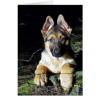 German-Shepherd Puppy