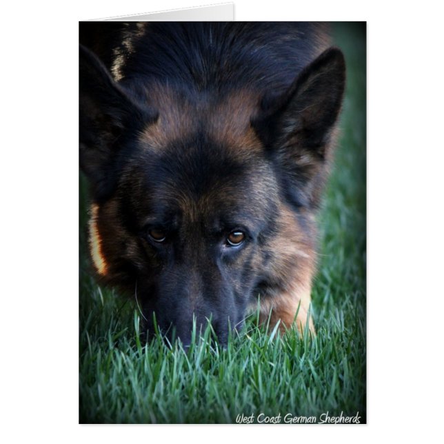 German Shepherd Randy vom Leithawald (Frente)