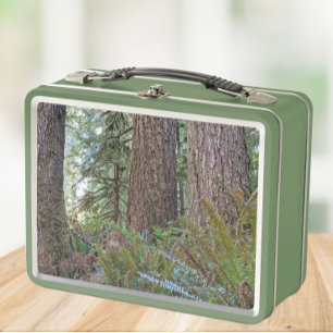 Giant Conifer Forest Photo