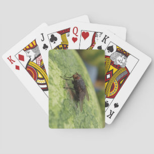 GIANT Fly Deck de cartas de juego