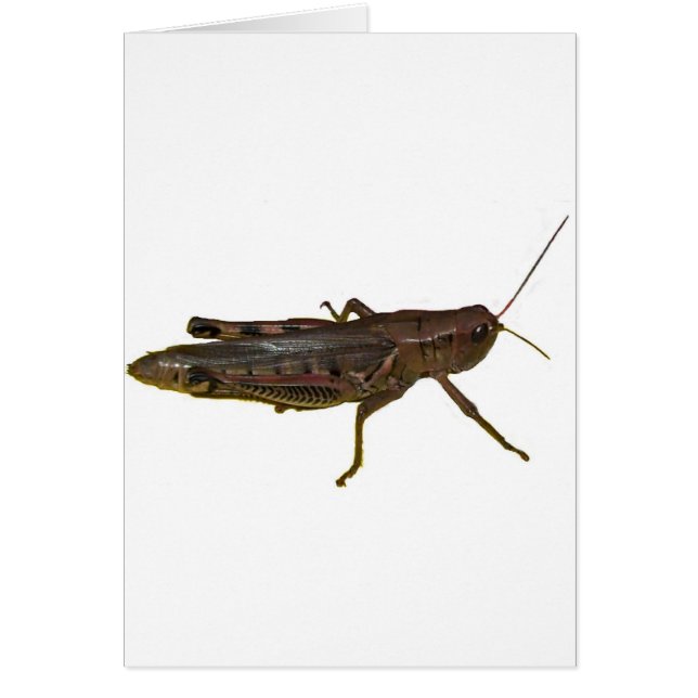 Giant Grasshopper (Frente)