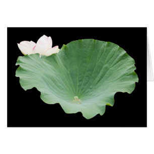 Giant Lotus Leaf con Bloom