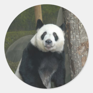Giant Panda Bear Pegatinas