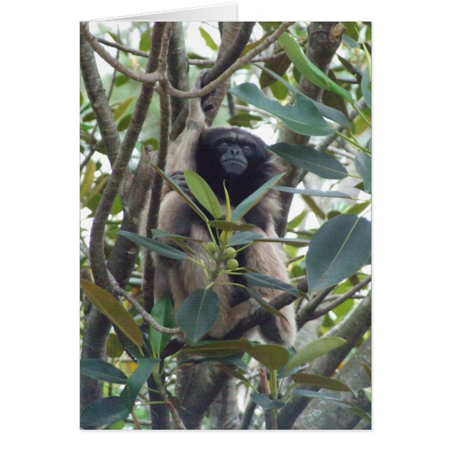 Gibbon (Frente)