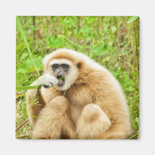 Gibbon - imán