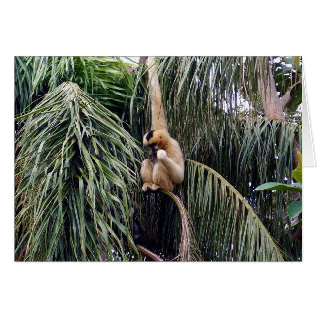 Gibbon Sólo Colgó Alrededor, (Anverso (Horizontal))