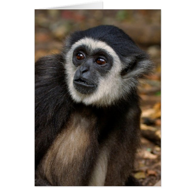 Gibón de manos blancas (Hylobates Lar), Monkeyland (Frente)