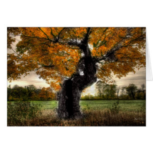 Gigante del arce: tarjeta