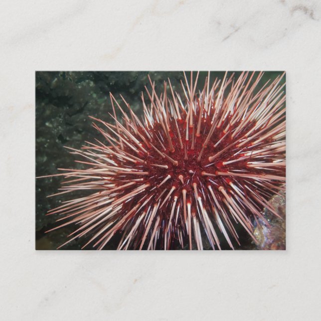 Gigante Red Sea Urchin - Tarjeta de presentación (Anverso)