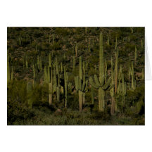 Gigante Saguaro Cactus Bosque Sonoran Desierto Ari