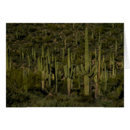 Gigante Saguaro Cactus Bosque Sonoran Desierto Ari