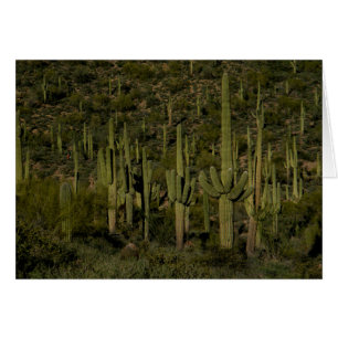 Gigante Saguaro Cactus Bosque Sonoran Desierto Ari
