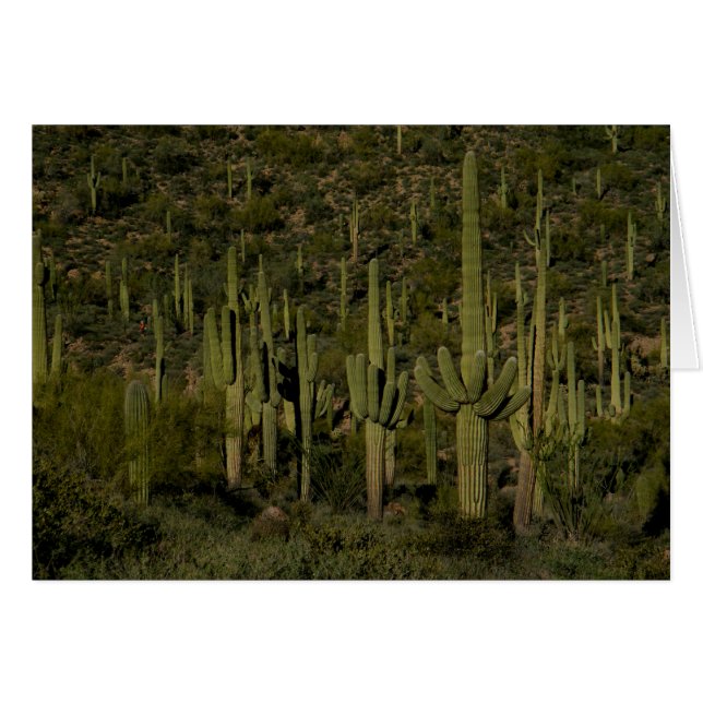 Gigante Saguaro Cactus Bosque Sonoran Desierto Ari (Anverso (Horizontal))