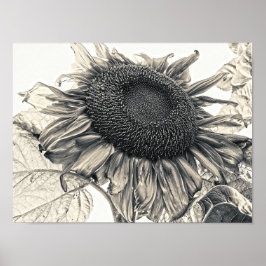 Gigante Sunflowers Vintage Sepia Arte Botánico