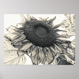 Gigante Sunflowers Vintage Sepia Arte Botánico