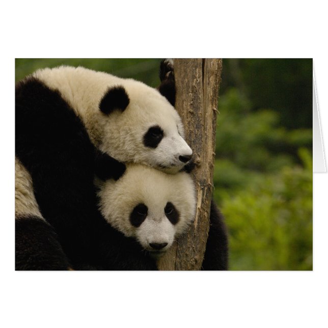 Gigantes pandas bebés Ailuropoda melanoleuca) (Anverso (Horizontal))