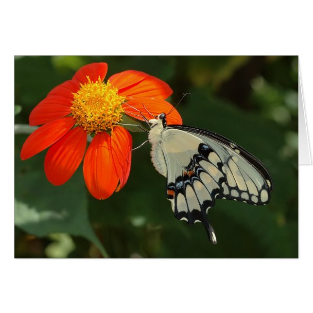 Gigantescas en flor (Anverso (Horizontal))