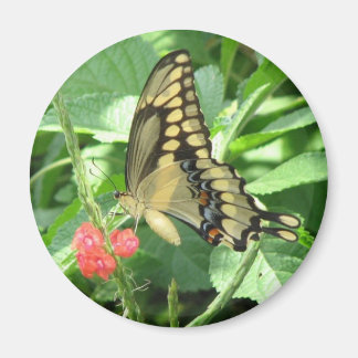 Gigantesco Imán Swallowtail