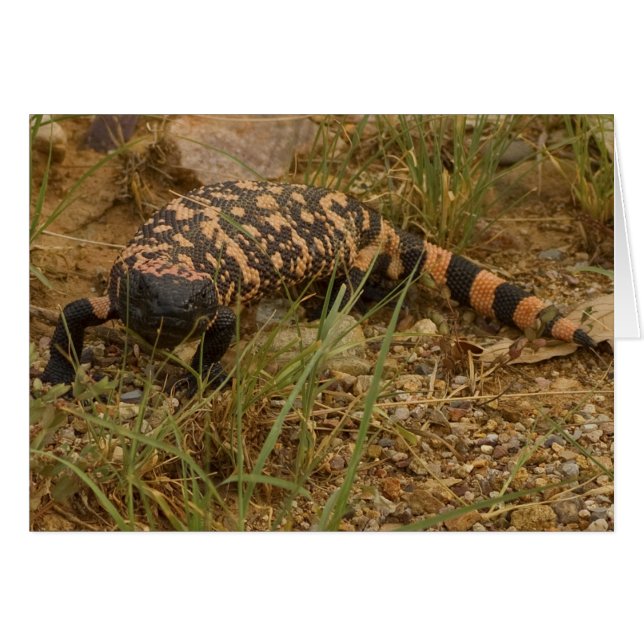 Gila Monster 041a (Anverso (Horizontal))