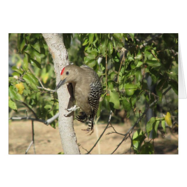 Gila Woodpecker (Anverso (Horizontal))