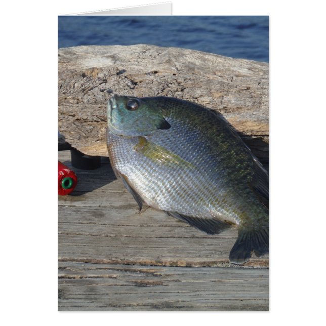 Gill azul en el muelle (Frente)