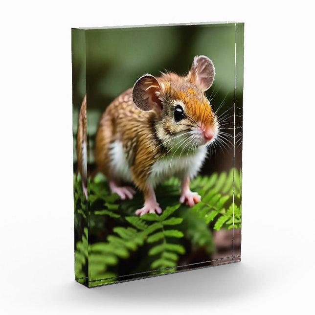 Ginger Australian Hopping Mouse, bloqueo de fotos (Izquierda)