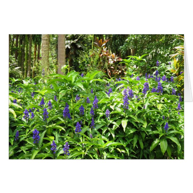 Ginger azul (Anverso (Horizontal))