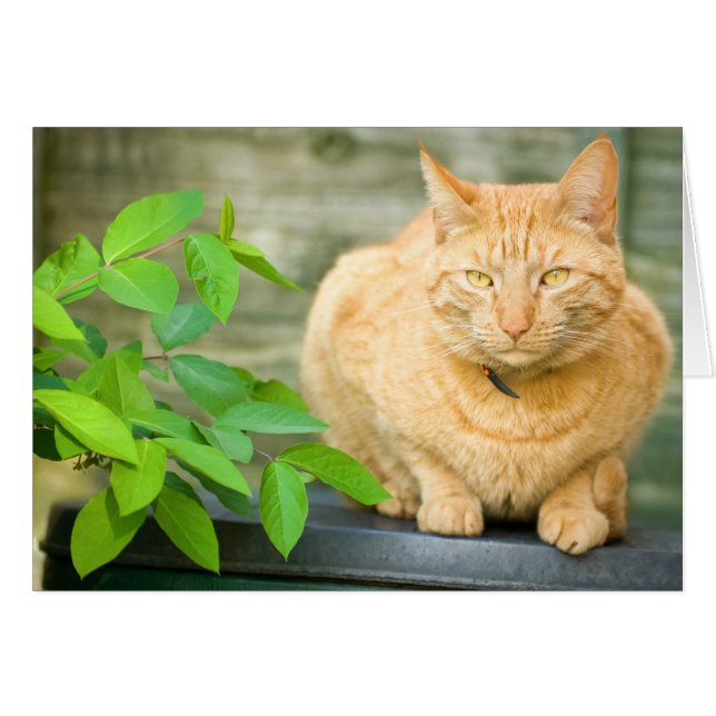 Ginger Cat (Anverso (Horizontal))