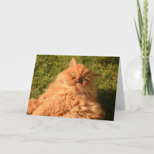 GINGER RED CAT "CHILL" HOLA CUALQUIER TARJETA DE O