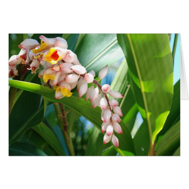 Ginger tropical (Anverso (Horizontal))