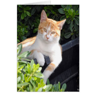 Ginger y gato blanco