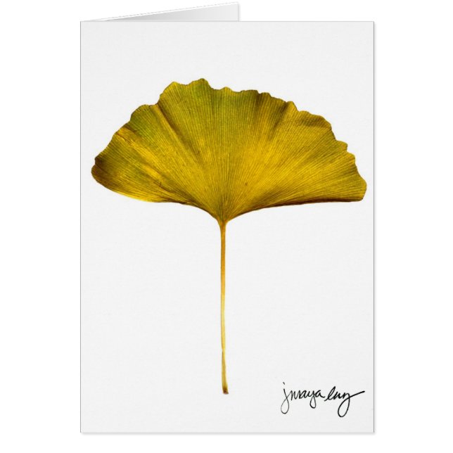 "Gingko" por J. maya Luz (Frente)