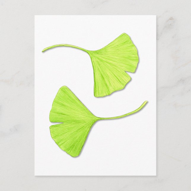 Ginkgo deja postales de arte botánico (Anverso)