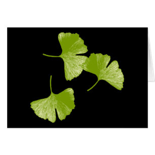 Ginkgo Leaves