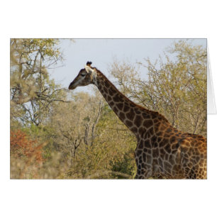 Girafa de Sudáfrica