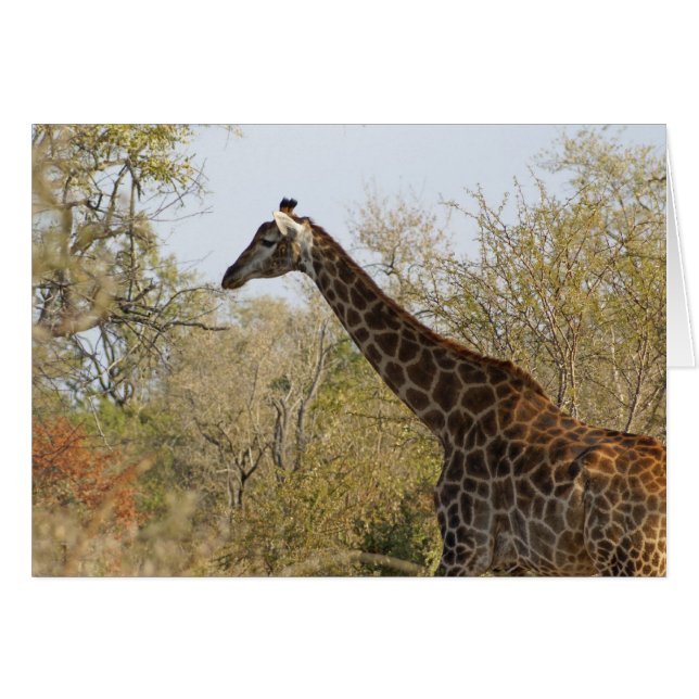 Girafa de Sudáfrica (Anverso (Horizontal))