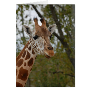 Girafa en el hábitat natural